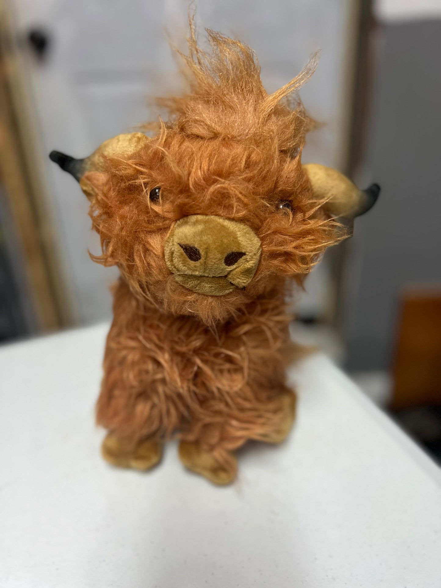 Plush highland heifer